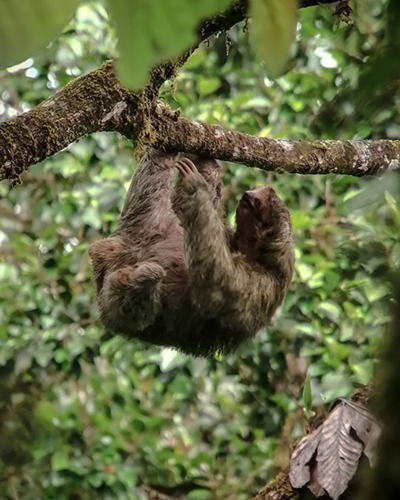 Wildlife